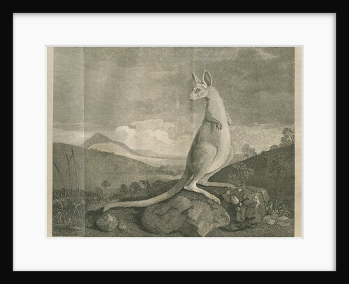 Sighting of a kangaroo by James Cook by Anonymous