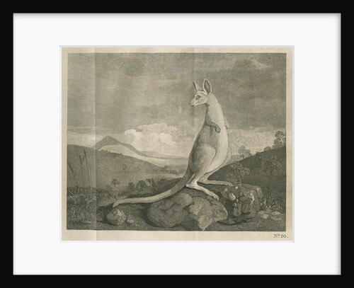 Sighting of a kangaroo by James Cook by Anonymous