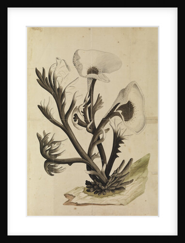 Stag's Horn Fungus by Georg Dionysius Ehret