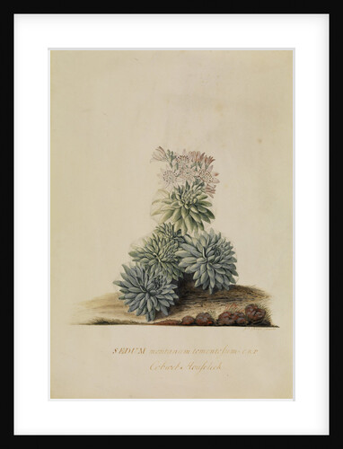 'Sedum montanum...' by Georg Dionysius Ehret
