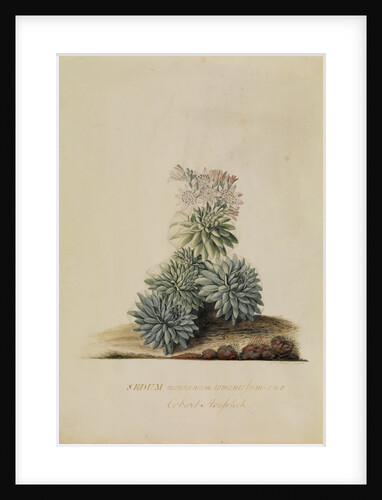 'Sedum montanum...' by Georg Dionysius Ehret