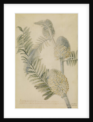 'Astragalus caulescens...' by Georg Dionysius Ehret
