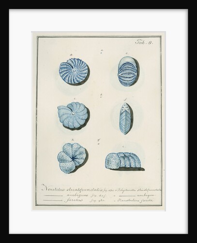 'Nautilus striatopunctalis...' [three specimens of foraminifera] by Henry Bowman Brady