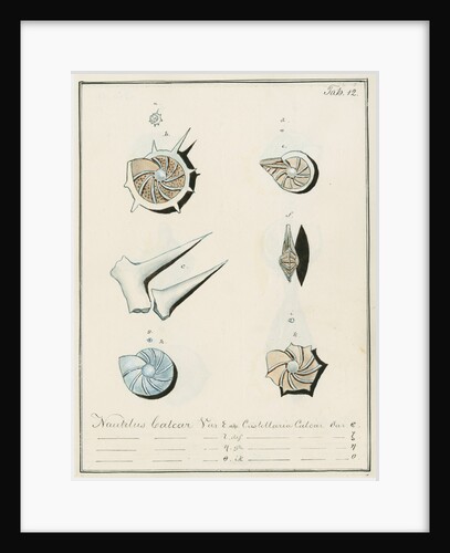 'Nautilus calcar...' [four specimens of foraminifera by Henry Bowman Brady
