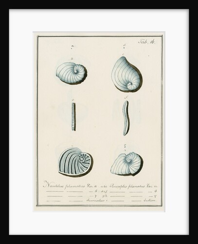 'Nautilus planatus...' [four specimens of foraminifera] by Henry Bowman Brady