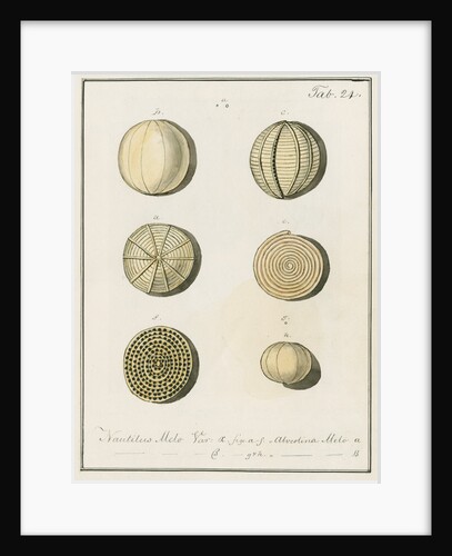 'Nautilus melo...' [two specimens of foraminifera] by Henry Bowman Brady