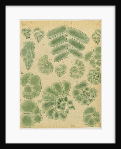 Textilarinen..Uvellinen..Helicotrochinen [specimens of foraminifera] by Henry Bowman Brady