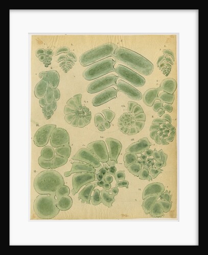 Textilarinen..Uvellinen..Helicotrochinen [specimens of foraminifera] by Henry Bowman Brady