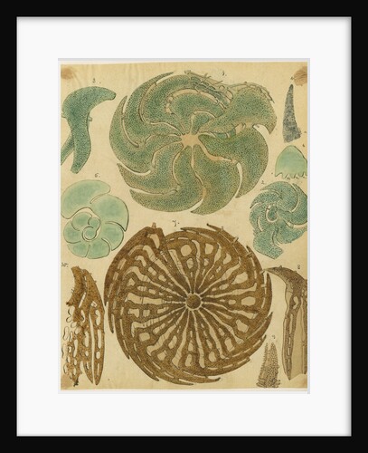 'Nonionina bavarica…' [four specimens of foraminifera] by Henry Bowman Brady