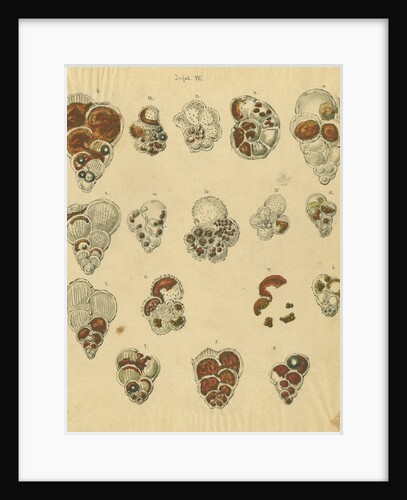 'Red sand, yellow sand & brown sand of the yellow chalk' [specimens of foraminifera] by Henry Bowman Brady