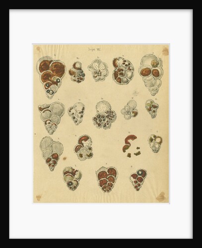 'Red sand, yellow sand & brown sand of the yellow chalk' [specimens of foraminifera] by Henry Bowman Brady