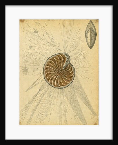 'Polystomella strigilata' [specimens of foraminifera] by Henry Bowman Brady
