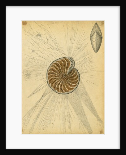 'Polystomella strigilata' [specimens of foraminifera] by Henry Bowman Brady