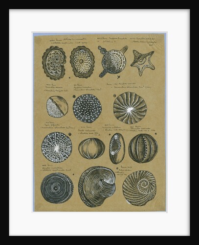 Twelve specimens of foraminifera by Henry Bowman Brady