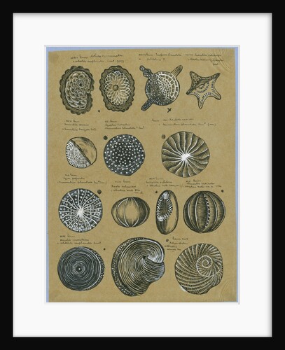 Twelve specimens of foraminifera by Henry Bowman Brady