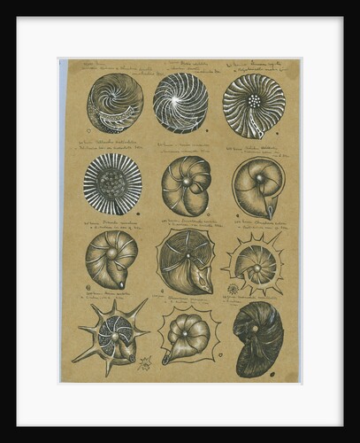 Twelve specimens of foraminifera by Henry Bowman Brady