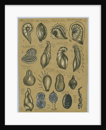 Seventeen specimens of foraminifera by Henry Bowman Brady