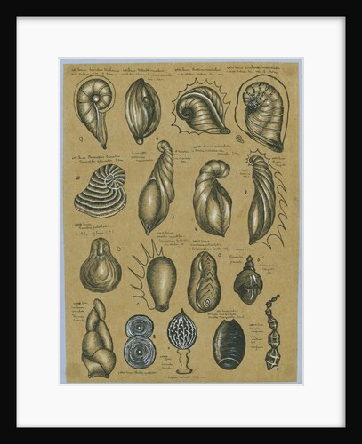 Seventeen specimens of foraminifera by Henry Bowman Brady