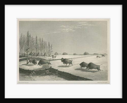 'A buffalo pound, Feb. 8 1820' by Edward Francis Finden