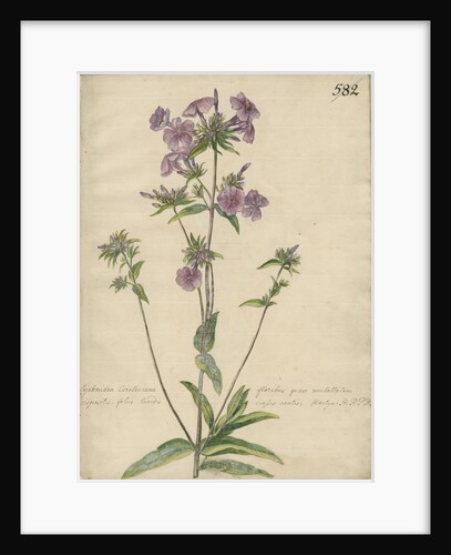 'Lychnidea Caroliniana floribus...' by Jacob van Huysum