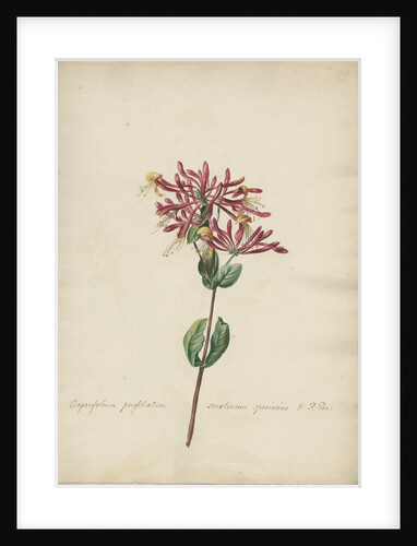 'Caprifolium perfoliatum...' by Jacob van Huysum