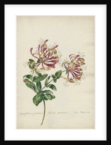 'Caprifolium Germanicu...' by Jacob van Huysum