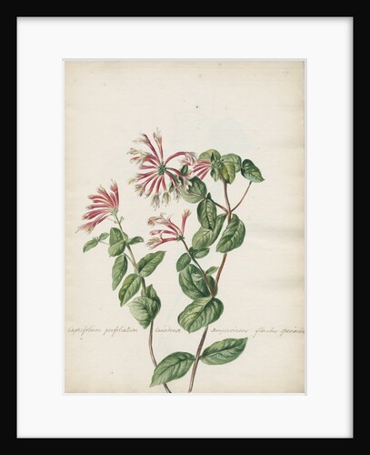'Caprifolium perfoliatum...' by Jacob van Huysum