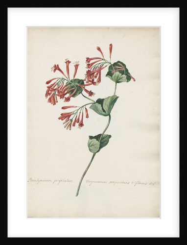 Periclymenum perfoliatum Virginianum... by Jacob van Huysum