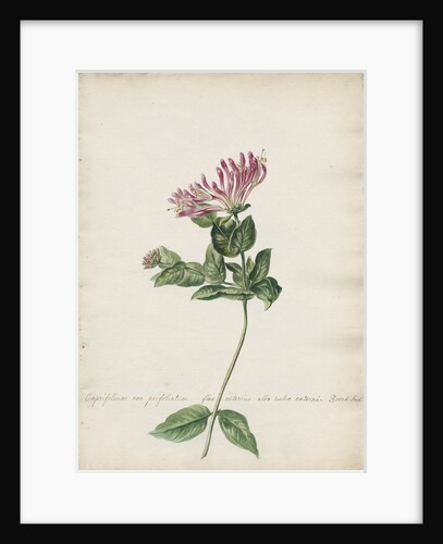 'Caprifolium non perfoliatum...' by Jacob van Huysum