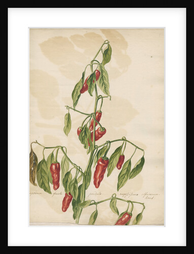 'Capsicum fructu...' by Jacob van Huysum
