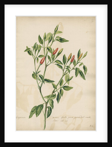 'Capsicum minus...' by Jacob van Huysum