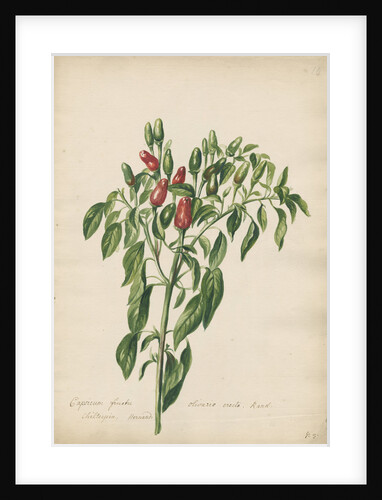'Capsicum fructu olivario...' by Jacob van Huysum