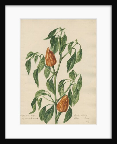 'Capsicum majus...' by Jacob van Huysum