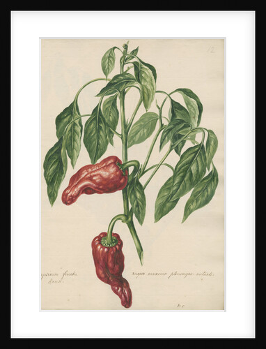 'Capsicum fructu rugoso...' by Jacob van Huysum