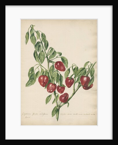 'Capsicum fructu cordiformi...' by Jacob van Huysum