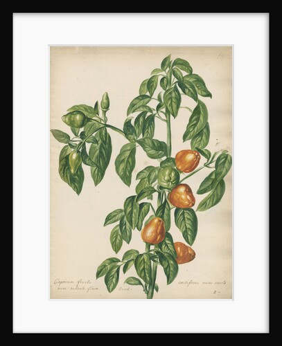 'Capsicum fructu cordiformi...' by Jacob van Huysum