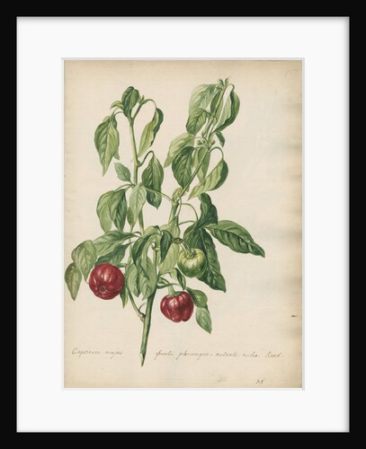'Capsicum majus fructu...' by Jacob van Huysum