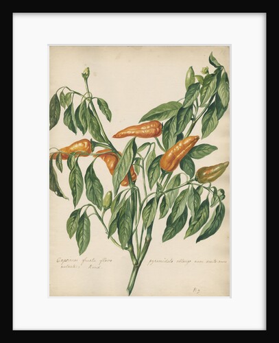 'Capsicum fructu flavo pyramidato...' by Jacob van Huysum