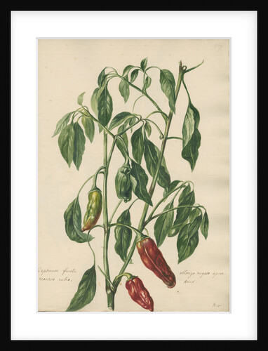 'Capsicum fructu oblongo rugoso...' by Jacob van Huysum