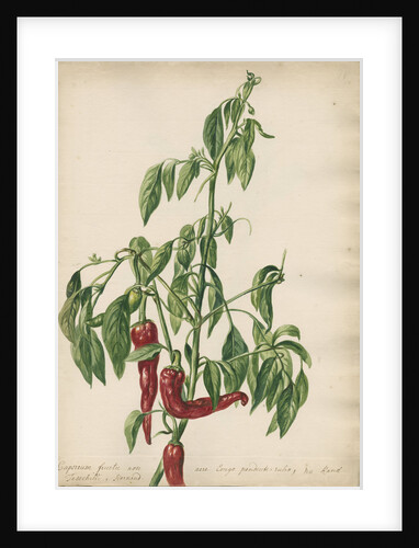 'Capsicum fructu non acre...' by Jacob van Huysum
