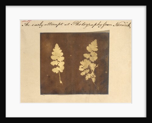 Two specimens of fern leaf by Caleb Burrell Rose