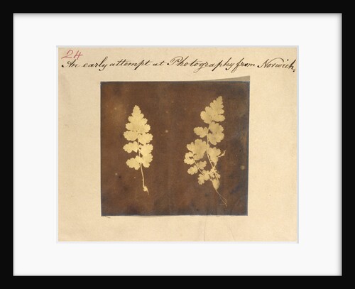 Two specimens of fern leaf by Caleb Burrell Rose
