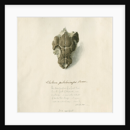 Fossil sea turtle "Chelone pulchriceps" by Thomas Image