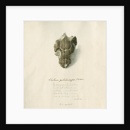 Fossil sea turtle "Chelone pulchriceps" by Thomas Image