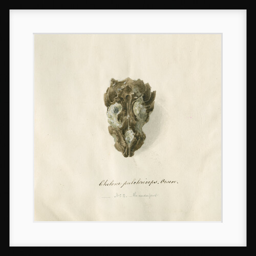 Fossil sea turtle "Chelone pulchriceps" by Thomas Image