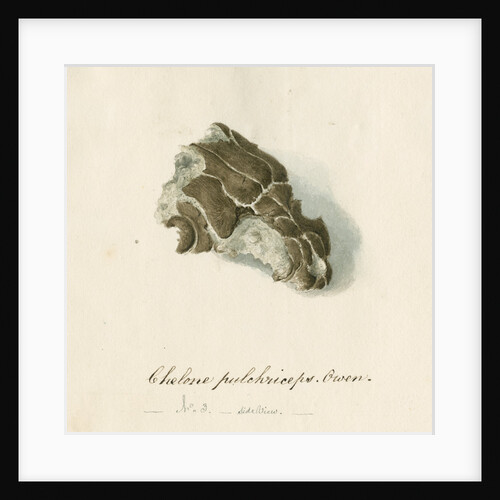 Fossil sea turtle "Chelone pulchriceps" by Thomas Image