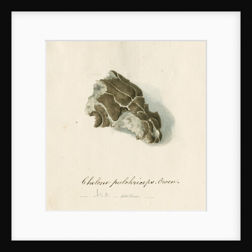 Fossil sea turtle "Chelone pulchriceps" by Thomas Image