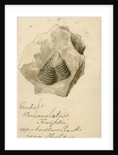 Fossil shell 'Homonolatus knightii' by Anonymous