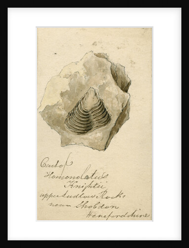 Fossil shell 'Homonolatus knightii' by Anonymous