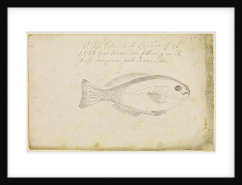 'Fish...from Bermuda' by Edmond Halley